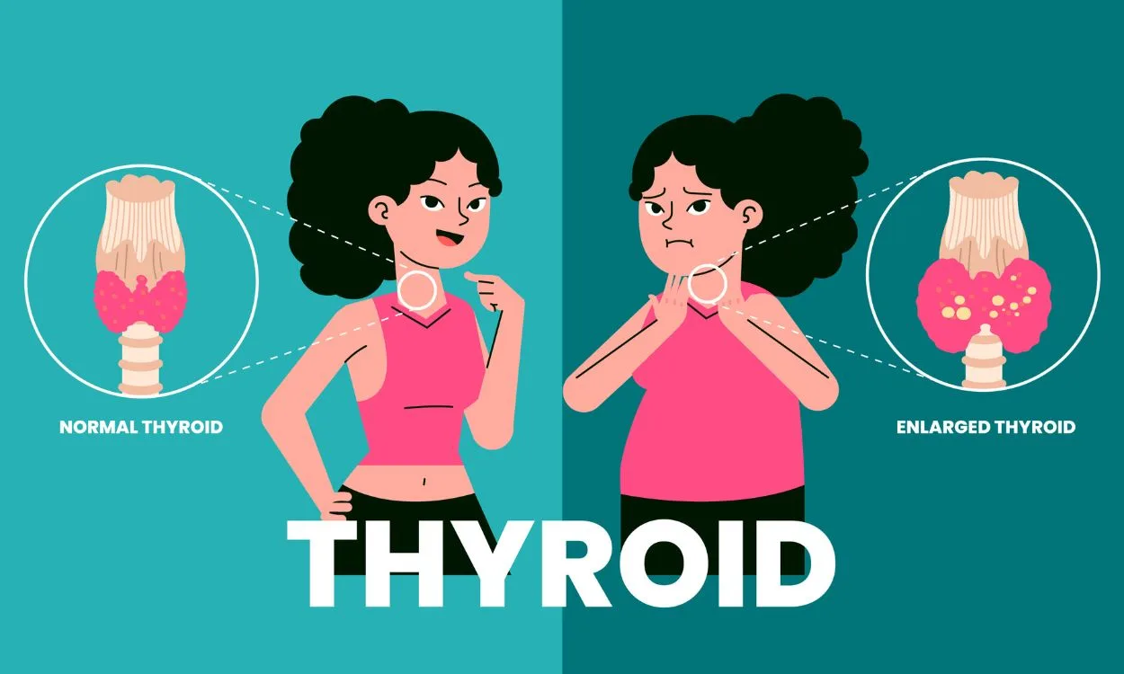 Thyroid Hormone Regulation